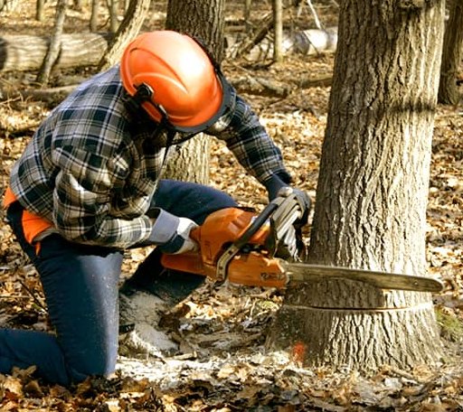 Tree Removal in Willis Wharf, VA